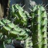 Myrtillocactus_cochal